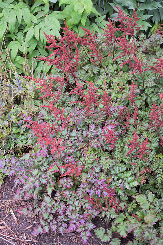 Delft Lace Astilbe (Astilbe 'Delft Lace') at Niemeyer's Landscape Supply