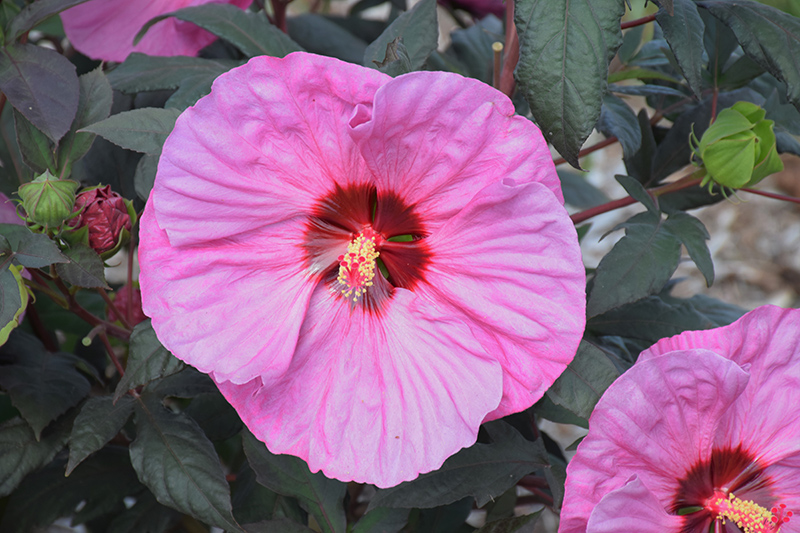 Summerific Berry Awesome Hibiscus (Hibiscus 'Berry Awesome') at Niemeyer's Landscape Supply