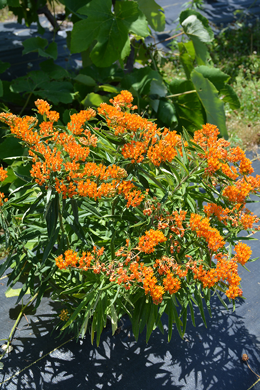 Butterfly Weed (Asclepias tuberosa) at Niemeyer's Landscape Supply