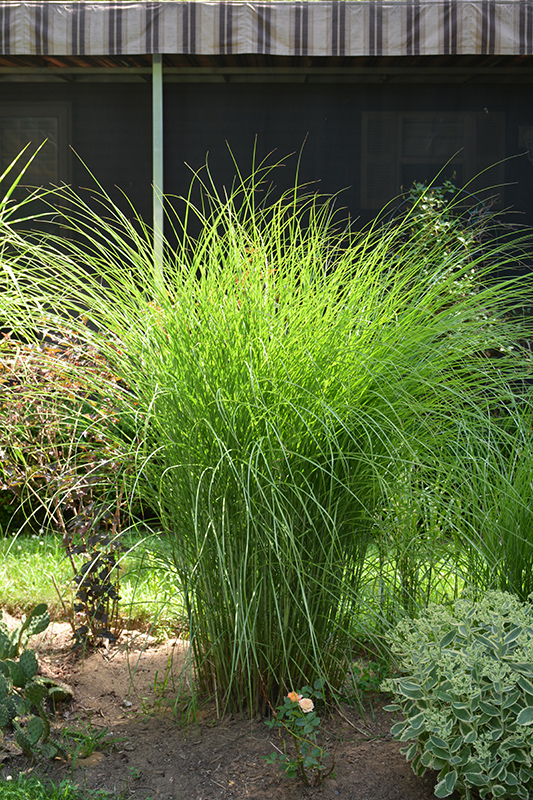Gracillimus Maiden Grass (Miscanthus sinensis 'Gracillimus') at Niemeyer's Landscape Supply