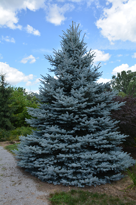 Iseli Foxtail Spruce (Picea pungens 'Iseli Foxtail') at Niemeyer's Landscape Supply