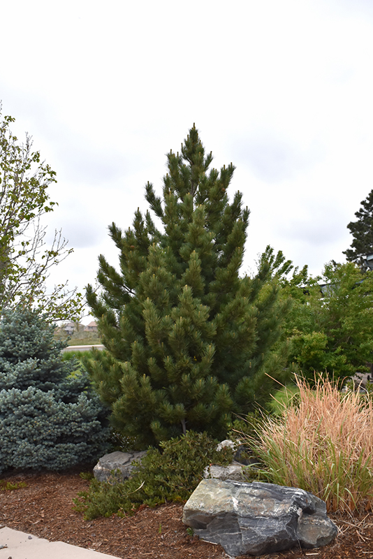 Emerald Arrow Bosnian Pine (Pinus heldreichii 'Emerald Arrow') at Niemeyer's Landscape Supply