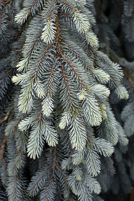 The Blues Colorado Blue Spruce (Picea pungens 'The Blues') at Niemeyer's Landscape Supply