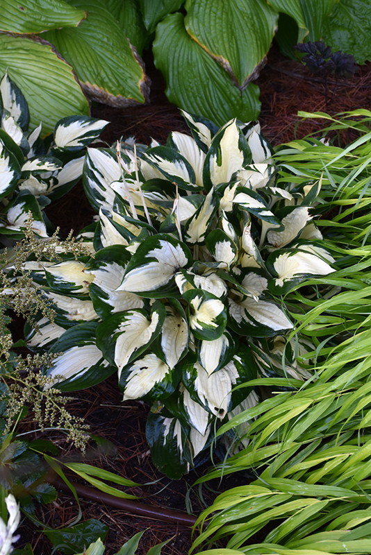 Fire and Ice Hosta (Hosta 'Fire and Ice') at Niemeyer's Landscape Supply