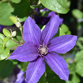 Plant Photo 2