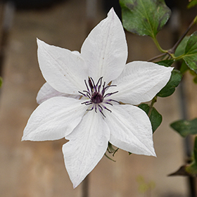 Plant Photo 4